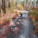 Rovaniemi Autumn Husky Safari & BBQ  610 km SelfDrive - Final Thoughts