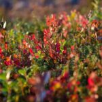 Rovaniemi: Berry and Mushroom Picking with Wilderness Guide - Exploring the Wilderness with a Local Guide