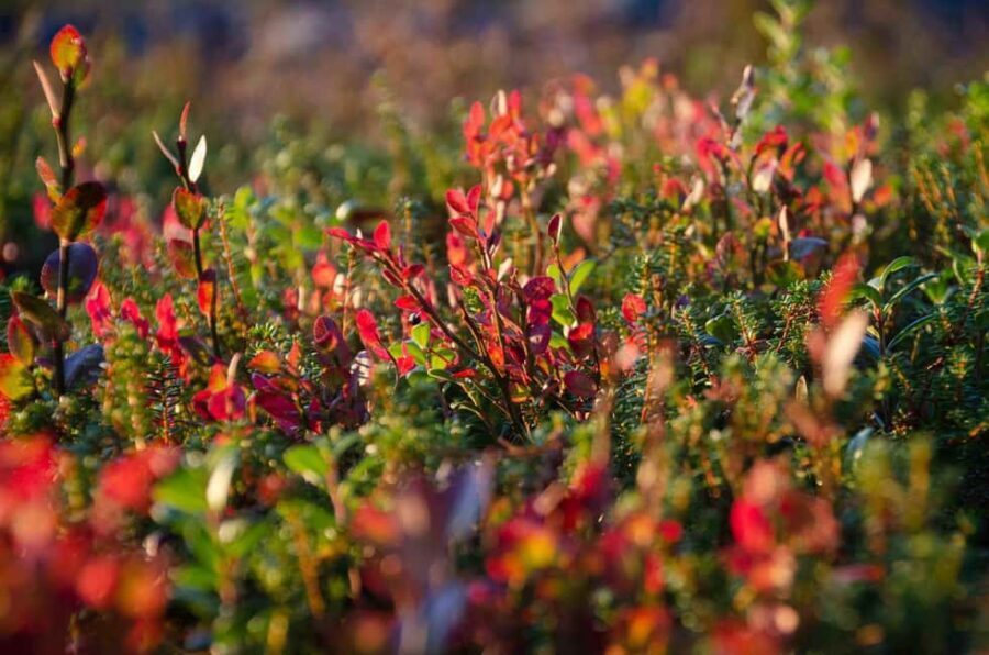 Rovaniemi: Berry and Mushroom Picking with Wilderness Guide - Exploring the Wilderness with a Local Guide
