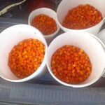Rovaniemi: Berry Picking Tour with Traditional Laavu - An In-Depth Look at the Rovaniemi Berry Picking Tour
