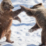 Rovaniemi: Day at Ranua Wildlife Park Arctic Zoo - The Value of This Tour