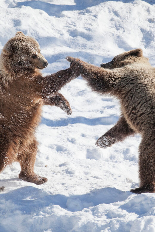 Rovaniemi: Day at Ranua Wildlife Park Arctic Zoo - The Value of This Tour