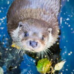 Rovaniemi: Day Trip to Ranua Wildlife Park - FAQ