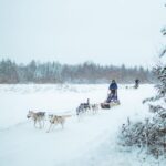 Rovaniemi: Early Winter Husky Sled Ride - Authentic Arctic Adventure for Nature and Animal Lovers