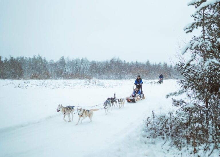 Rovaniemi: Early Winter Husky Sled Ride - Authentic Arctic Adventure for Nature and Animal Lovers