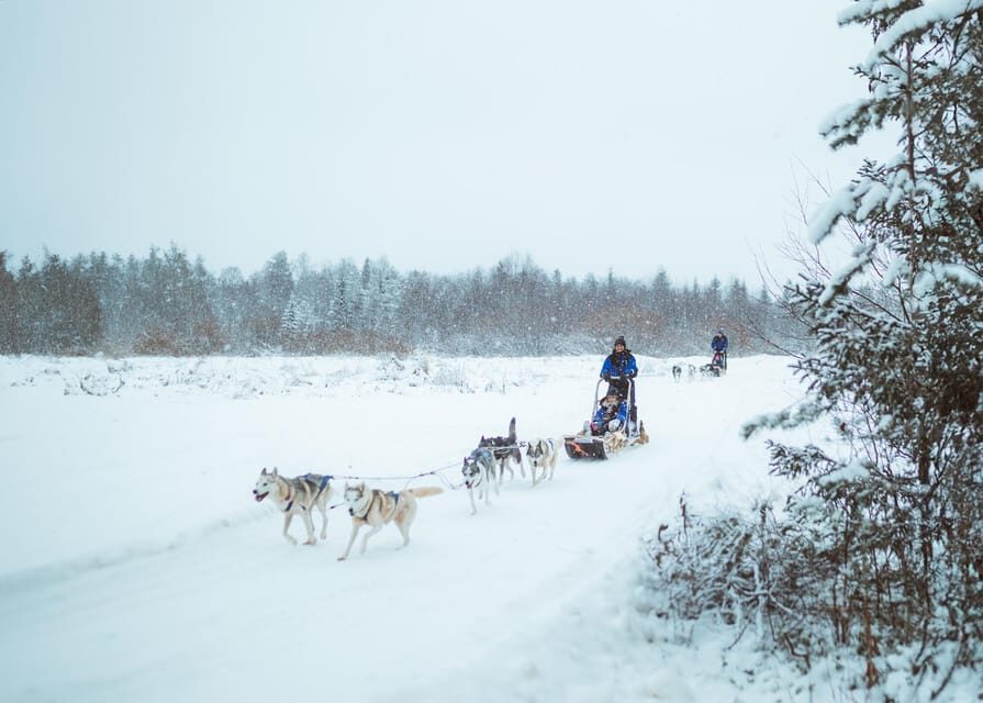 Rovaniemi: Early Winter Husky Sled Ride - Authentic Arctic Adventure for Nature and Animal Lovers