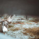 Rovaniemi: Early Winter Reindeer Sleigh Ride 1-2 km - Who Should Consider This Tour?