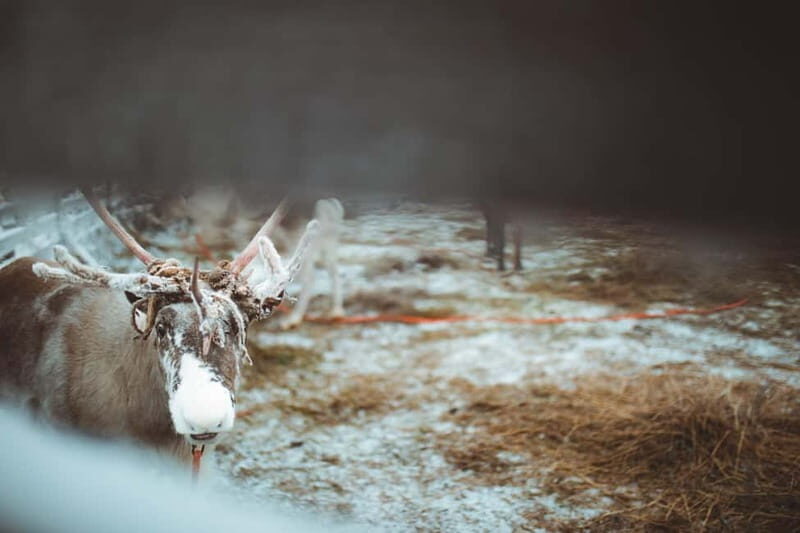 Rovaniemi: Early Winter Reindeer Sleigh Ride 1-2 km - Who Should Consider This Tour?