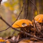 Rovaniemi forest foraging adventure: Pick, Prepare, Savor - What to Expect from the Rovaniemi Foraging Tour