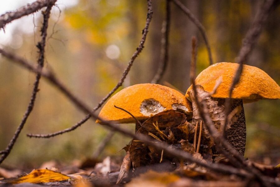 Rovaniemi forest foraging adventure: Pick, Prepare, Savor - What to Expect from the Rovaniemi Foraging Tour