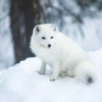 Rovaniemi: Full-Day Highlights Tour with Buffet Lunch - An Introduction to Rovaniemis Arctic Charm