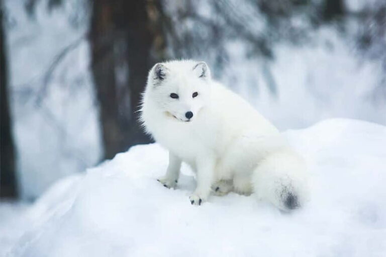 Rovaniemi: Full-Day Highlights Tour with Buffet Lunch - An Introduction to Rovaniemis Arctic Charm