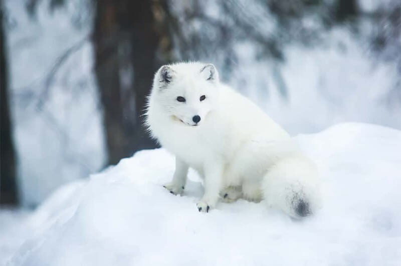 Rovaniemi: Full-Day Highlights Tour with Buffet Lunch - An Introduction to Rovaniemis Arctic Charm