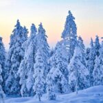 Rovaniemi: Guided Wilderness Snowmobile Ride - Practical Details and Considerations