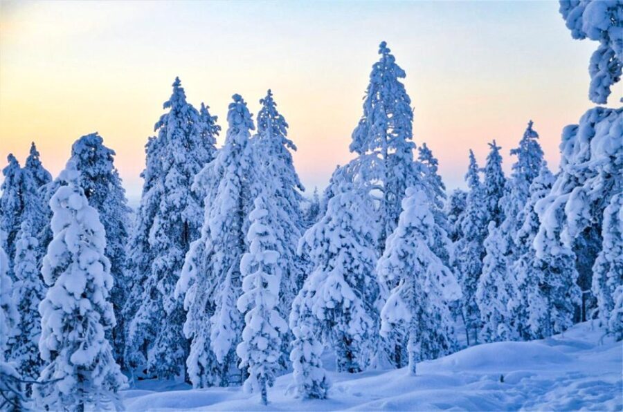 Rovaniemi: Guided Wilderness Snowmobile Ride - Practical Details and Considerations