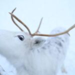 Rovaniemi: Husky and reindeer farm visit with sleigh rides - Final Verdict: Is It Worth It?