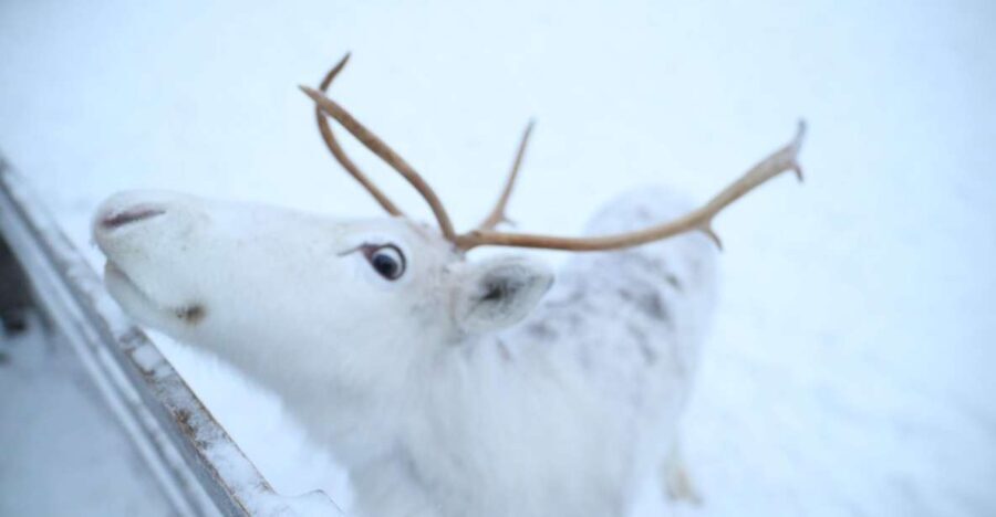 Rovaniemi: Husky and reindeer farm visit with sleigh rides - Final Verdict: Is It Worth It?