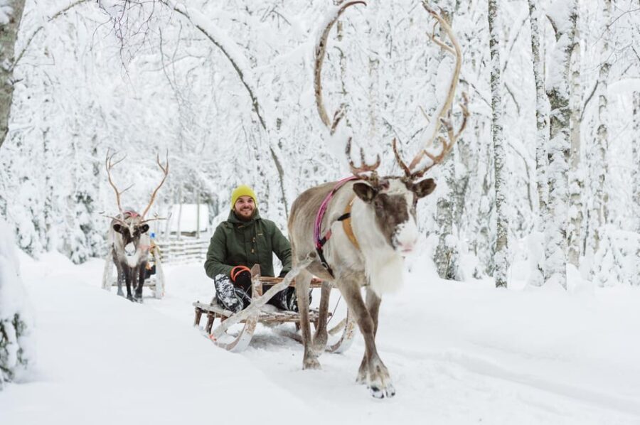 Rovaniemi: Husky and Reindeer farm with sleigh ride - An In-Depth Look at the Rovaniemi Husky and Reindeer Tour