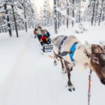 Rovaniemi: Husky Farm and Reindeer Experience - Final Thoughts