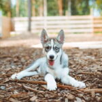 Rovaniemi: Husky Farm Visit - Key Points