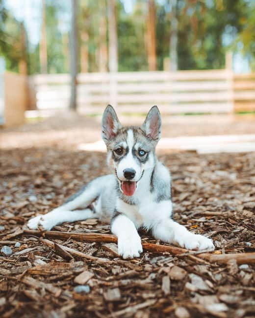 Rovaniemi: Husky Farm Visit - Key Points