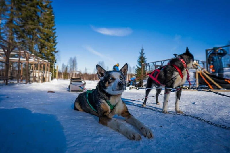 Rovaniemi: Husky Safari & Campfire BBQ 610 km SelfDrive