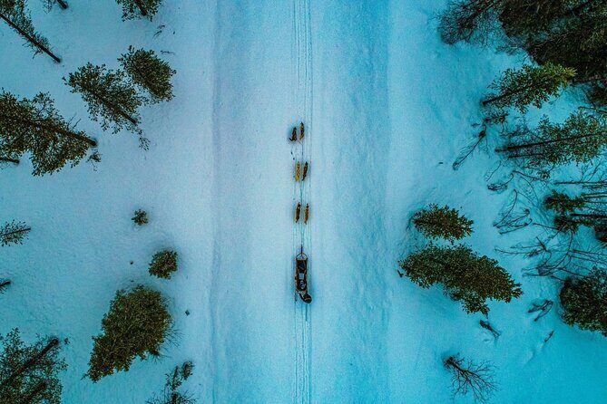 Rovaniemi Husky Safari & Campfire BBQ  610 km SelfDrive - An In-Depth Look at the Husky Safari & Campfire Experience