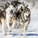Rovaniemi: Husky Safari on a Snowy Trail - Practical Tips for Your Husky Safari