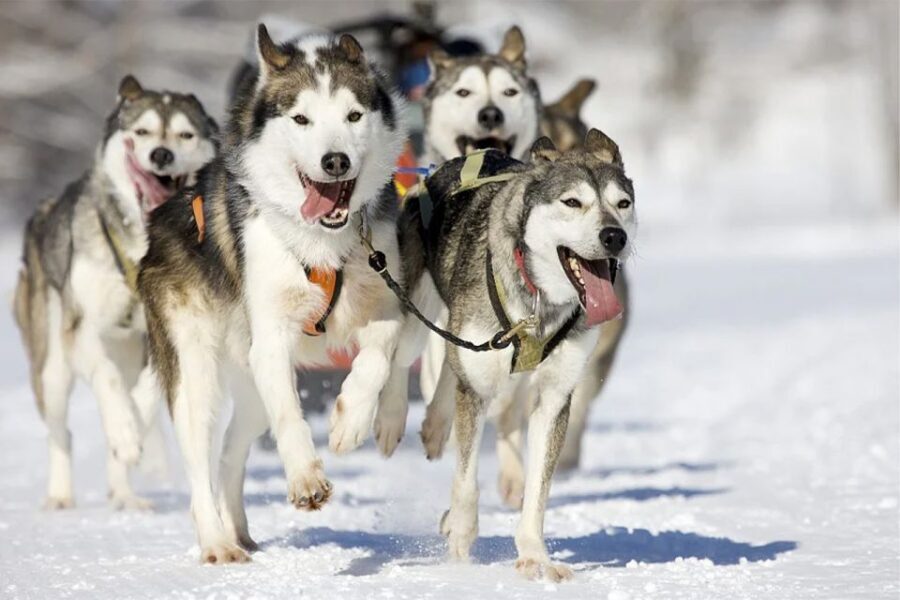 Rovaniemi: Husky Safari on a Snowy Trail - Practical Tips for Your Husky Safari