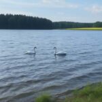 Rovaniemi: Insider Arctic Birdwatching Tour - A Deep Dive into the Arctic Birdwatching Experience