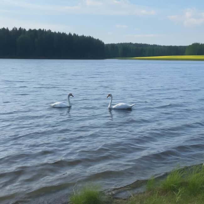 Rovaniemi: Insider Arctic Birdwatching Tour - A Deep Dive into the Arctic Birdwatching Experience