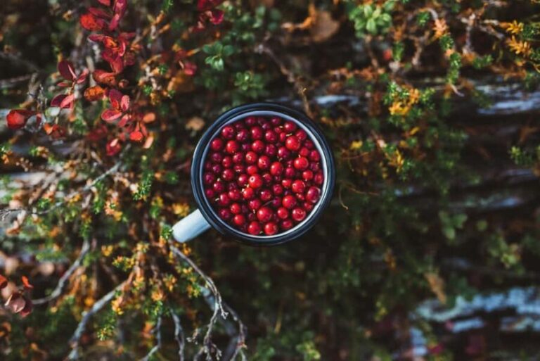 Rovaniemi: Insider Berry and Mushroom Picking & Pancakes - Hands-On Foraging and Local Stories