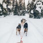 Rovaniemi: Lapland Wilderness Husky Safari 7,5 km - FAQ