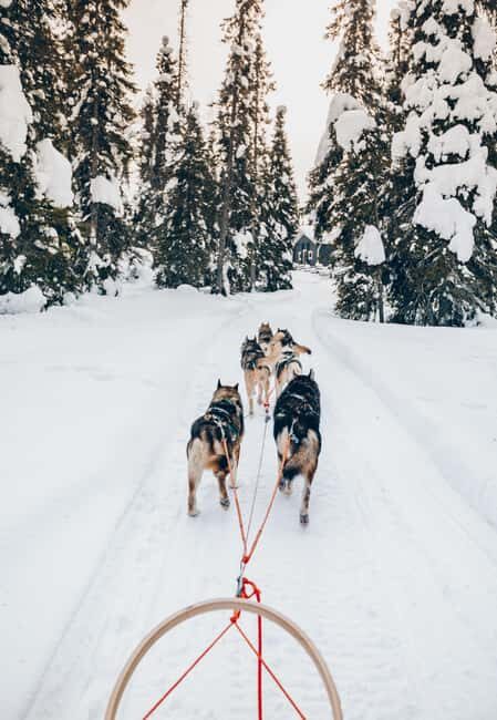Rovaniemi: Lapland Wilderness Husky Safari 7,5 km - FAQ