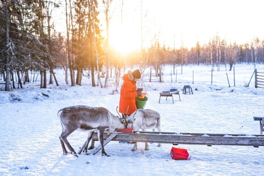 Rovaniemi: Local Reindeer Farm Visit with Sleigh Ride - Who Should Consider This Tour?