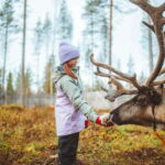 Rovaniemi: Meet and Feed Reindeer - Who Is This Tour Best Suited For?