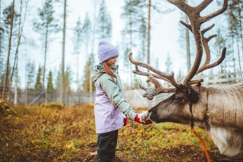 Rovaniemi: Meet and Feed Reindeer - Who Is This Tour Best Suited For?
