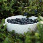 Rovaniemi: Mushrooms & Wild Berries Picking Tour - Why This Tour Stands Out
