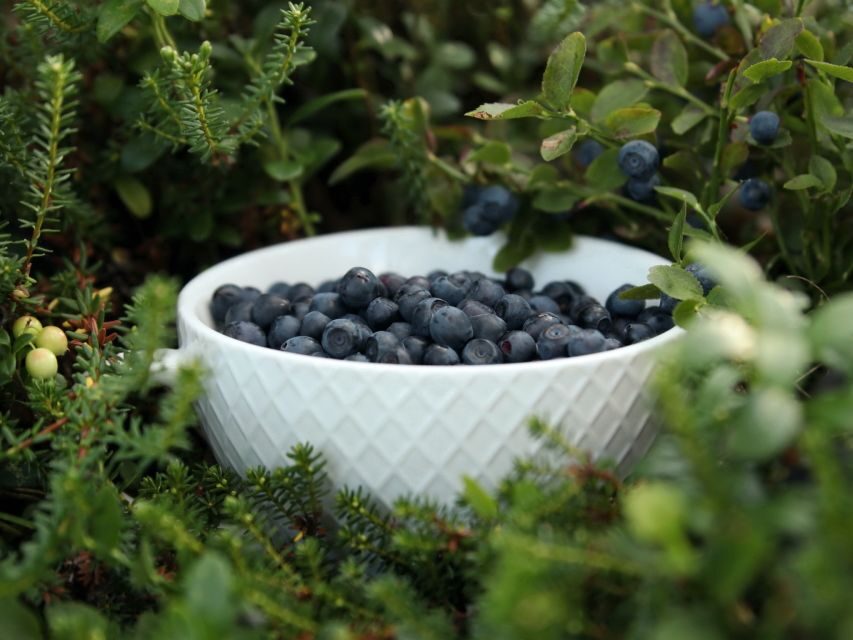 Rovaniemi: Mushrooms & Wild Berries Picking Tour - Why This Tour Stands Out
