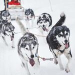 Rovaniemi: One Hour Husky Adventure - Practical Details