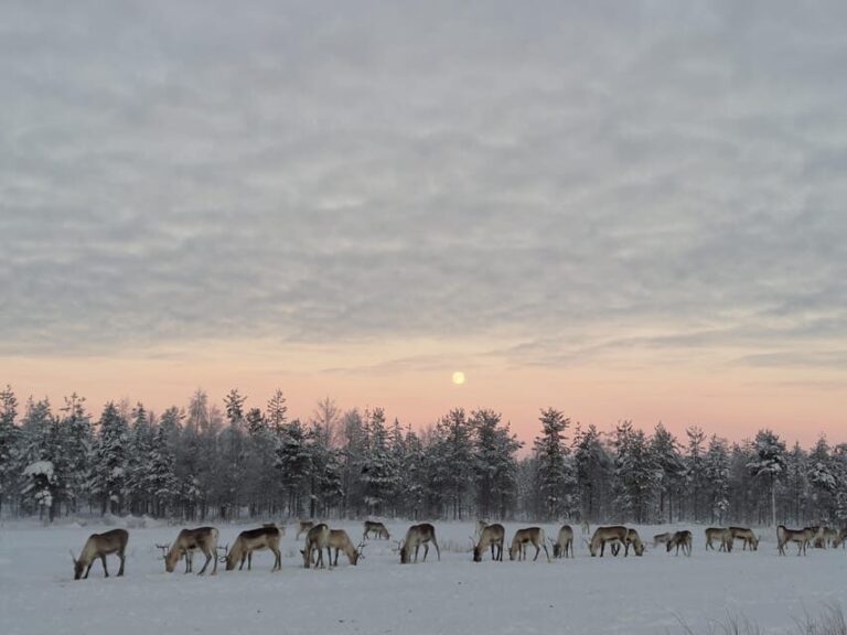 Rovaniemi: Private reindeer farm visit & culture experience - FAQ