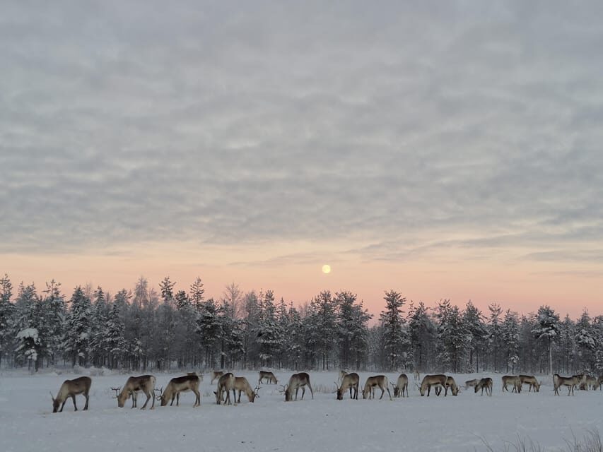 Rovaniemi: Private reindeer farm visit & culture experience - FAQ