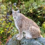 Rovaniemi: Ranua Wildlife Park Day Trip - What to Expect on the Day