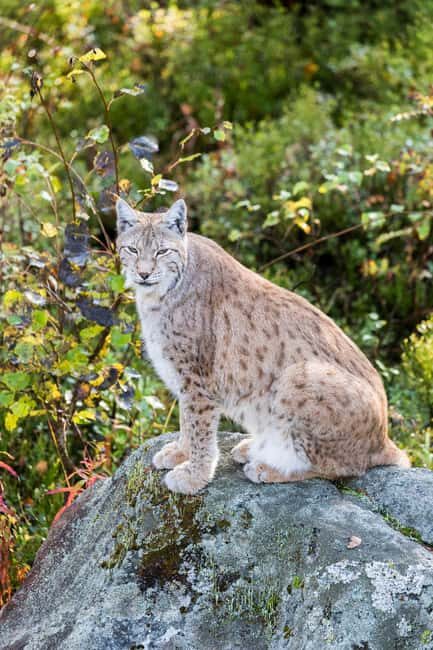 Rovaniemi: Ranua Wildlife Park Day Trip - What to Expect on the Day