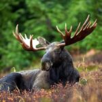Rovaniemi: Ranua Zoo Entry Ticket with BBQ Picnic - An In-Depth Look at the Rovaniemi Ranua Zoo Tour
