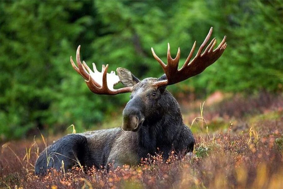 Rovaniemi: Ranua Zoo Entry Ticket with BBQ Picnic - An In-Depth Look at the Rovaniemi Ranua Zoo Tour