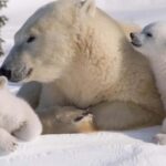 Rovaniemi: Ranua Zoo Visit with Lunch - Who Would Love This Tour?