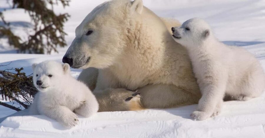 Rovaniemi: Ranua Zoo Visit with Lunch - Who Would Love This Tour?