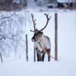 Rovaniemi: Reindeer Experience with Sleigh Ride - An Up-Close Look at the Reindeer Experience