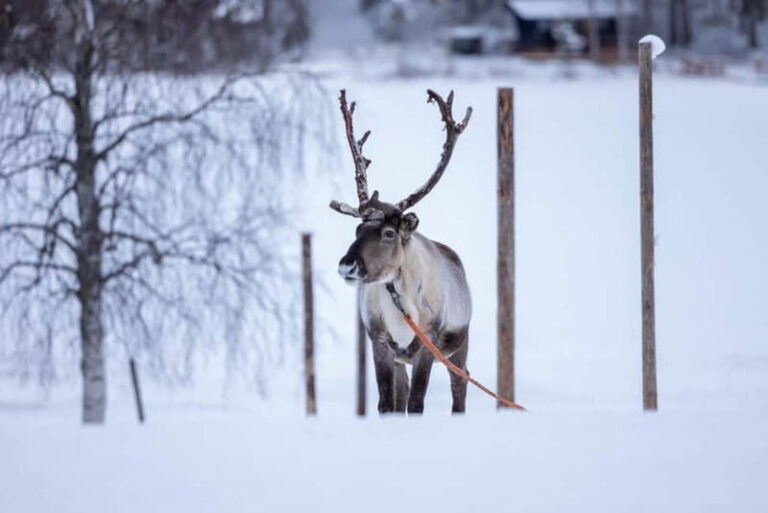 Rovaniemi: Reindeer Experience with Sleigh Ride - An Up-Close Look at the Reindeer Experience